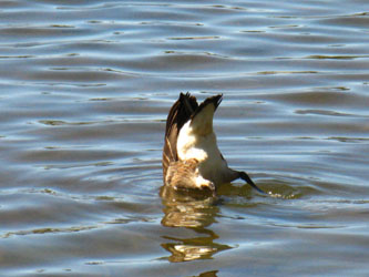 Lake Alpine Goose end up fishing